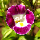 Wishbone flower