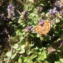 Painted Lady Butterfly