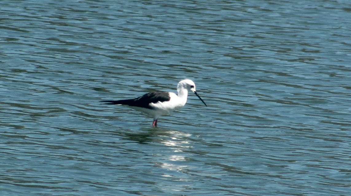 Black-winged Stilt