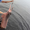 Boto-cor-de-rosa (pink river dolphin)