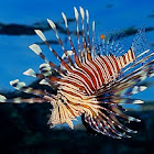 Red lionfish