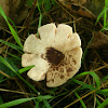 Button or Variegated Mushroom/Panterchampignon