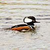 Hooded Merganser (pair)