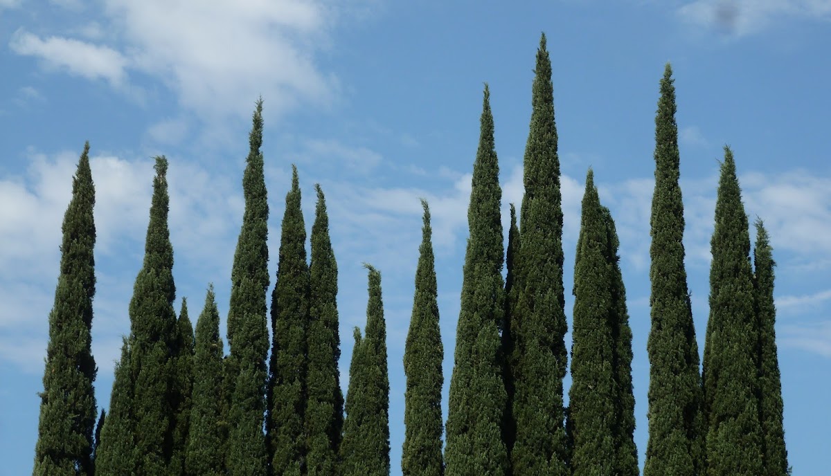 Mediterranean or Italian Cypress
