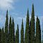 Mediterranean or Italian Cypress