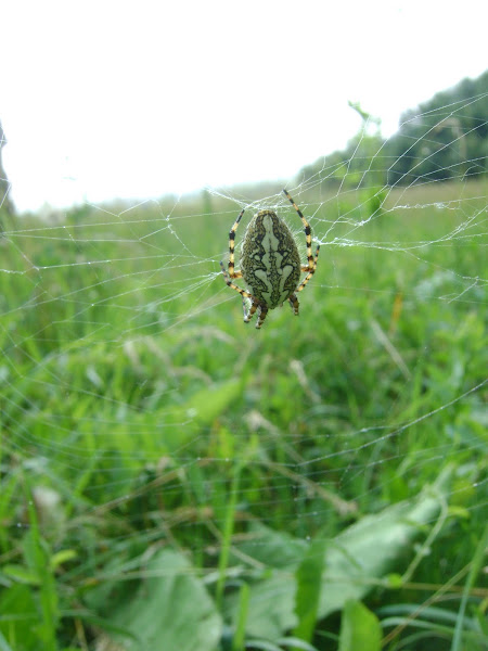 Oak Spider | Project Noah