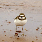 Semipalmated Plover