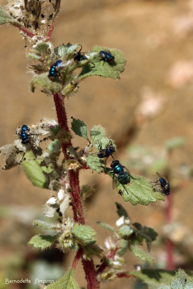 Common Green Bottle Flies