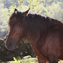 Garrano Horse