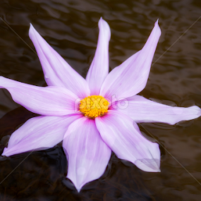 by Alfan Andik Nugroho - Flowers Single Flower