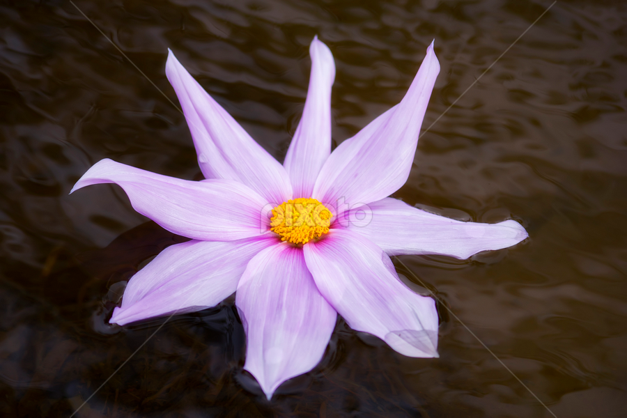 by Alfan Andik Nugroho - Flowers Single Flower