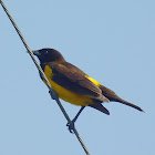 Chopim-do-brejo (Yellow-rumped marshbird)