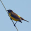 Chopim-do-brejo (Yellow-rumped marshbird)