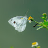 Asian Cabbage White