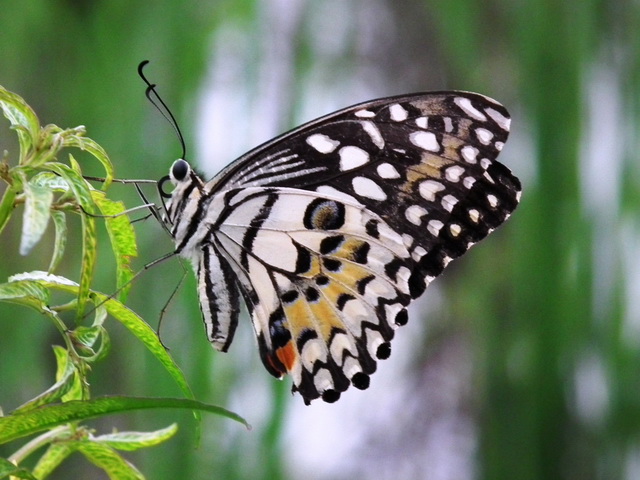 Papilio demoleus malayanus