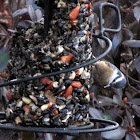 Red-breasted Nuthatch