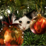 Cover Image of Download Advent Calendar Christmas Cats 1.2 APK