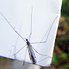 Spider Web Crane Fly