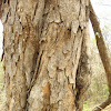 Squirrel Tree (Ardilla)