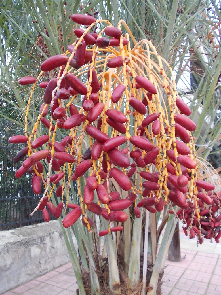 Date Palm (Χουρμαδιά)
