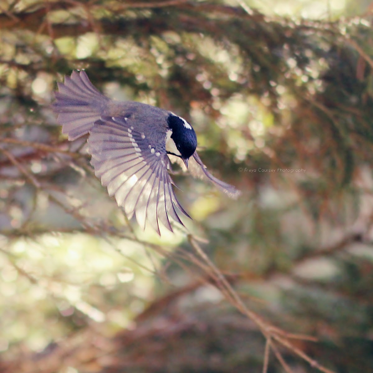 Coal Tit