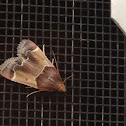 Meal moth