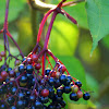 Elderberry/Vlierbes