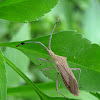 Euphorbia Bug
