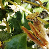 California Mantis ( Male)