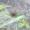 Funnel-Web Spider