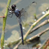 Slaty Skimmer