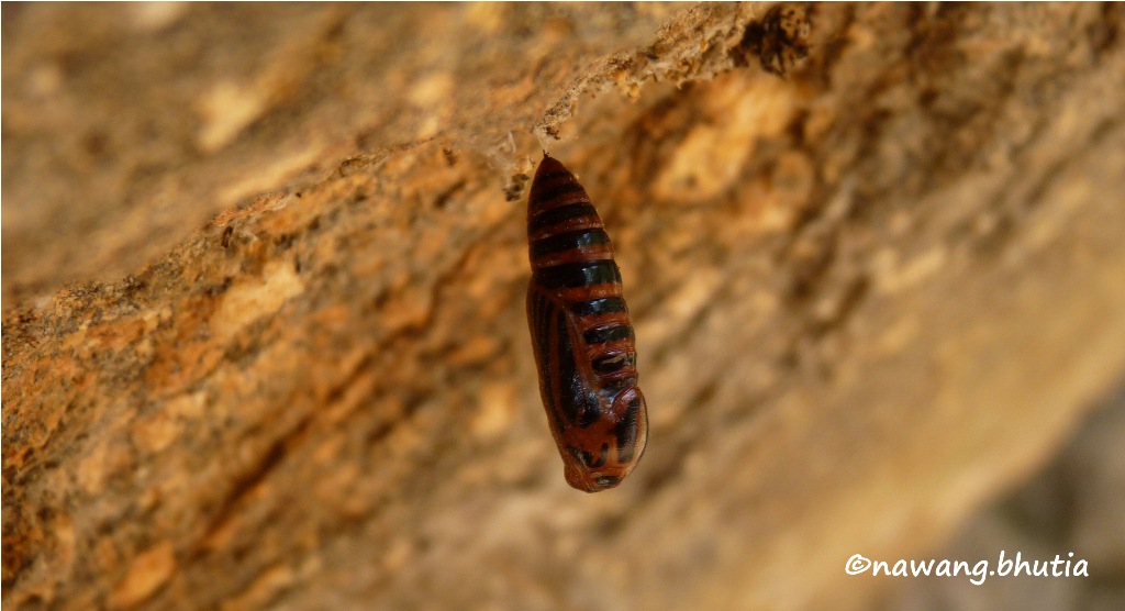 Hypena sp.