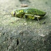Jewel Beetle (Buprestidae)