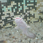 Victoria Snake Catfish
