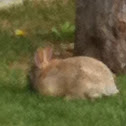 Brown rabbit