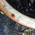 Multicolored Asian Lady Beetle