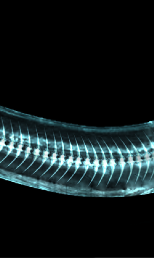 Fruity XRay Scanner