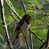 Eastern Towhee