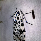 Giant leopard moth