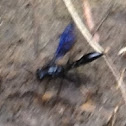 Blue Mud Dauber