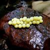 Spotted Dusky Salamander Eggs