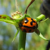 Transverse ladybird beetle