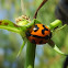 Transverse ladybird beetle
