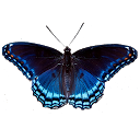 Butterfly simulator 1.31 APK ダウンロード