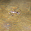 (Mating) Water Strider