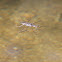 (Mating) Water Strider