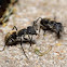 Black Ant, Hormiga Negra