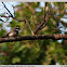 White-browed Fantail