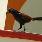 Greater Coucal / Sembagam(செம்பகம்)