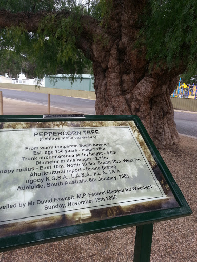 Peppercorn Tree